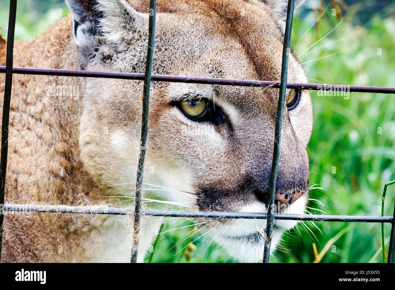 Eureka Springs Arkansas,Ozark Mountains,Turpentine Creek Wildlife Refuge,rescuing exotic wild cats,open habitat cage,cougar,panther,AR080610116 Stock Photo