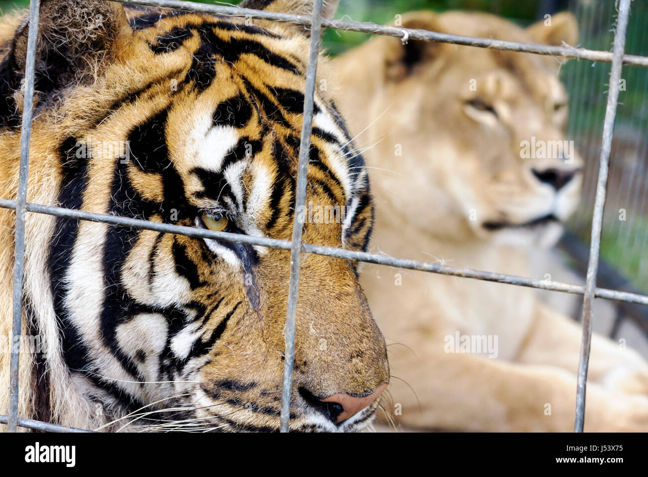 Arkansas Eureka Springs Turpentine Creek Wildlife Refuge rescuing Stock