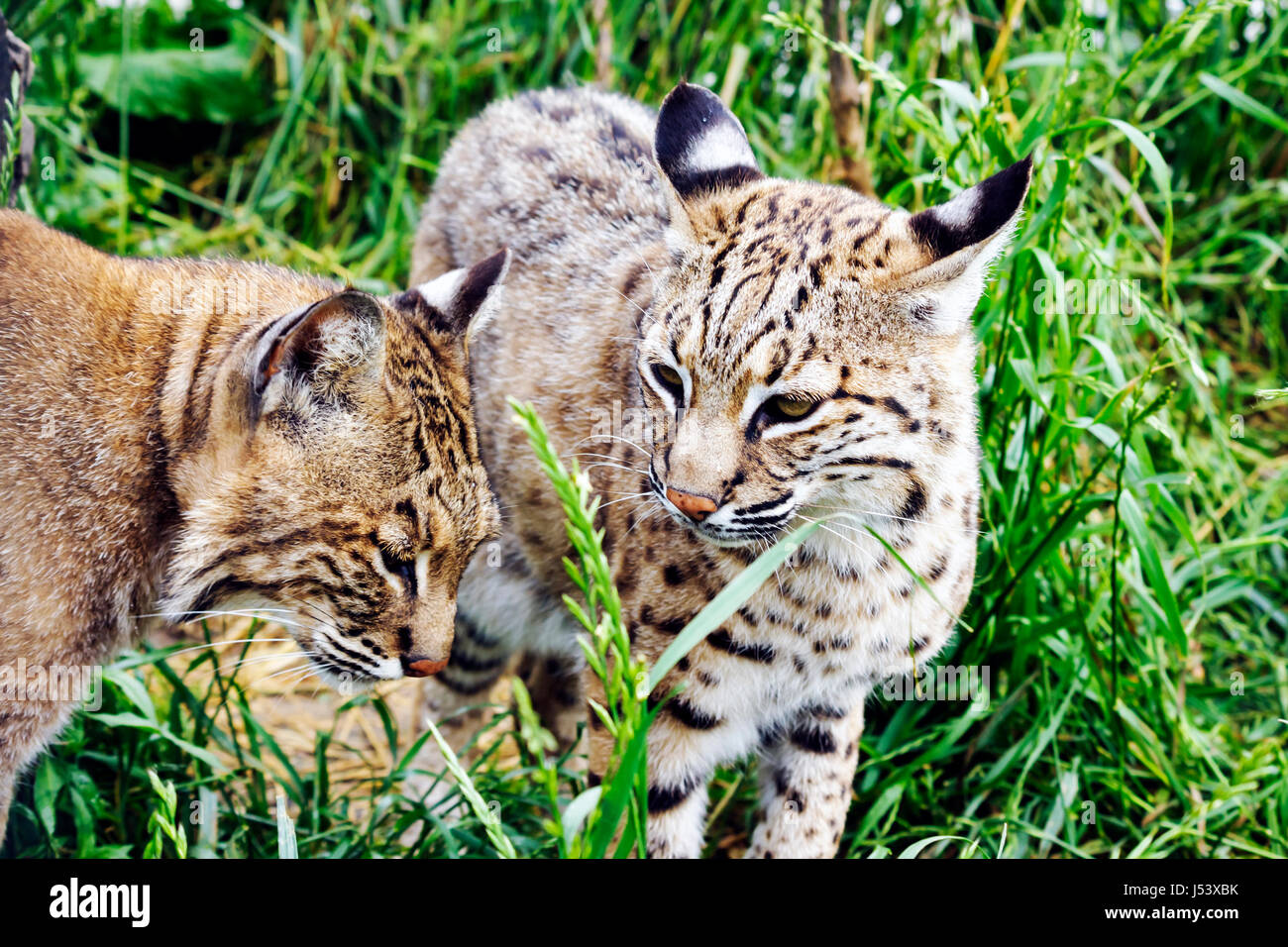 Eureka Springs Arkansas,Ozark Mountains,Turpentine Creek water Wildlife
