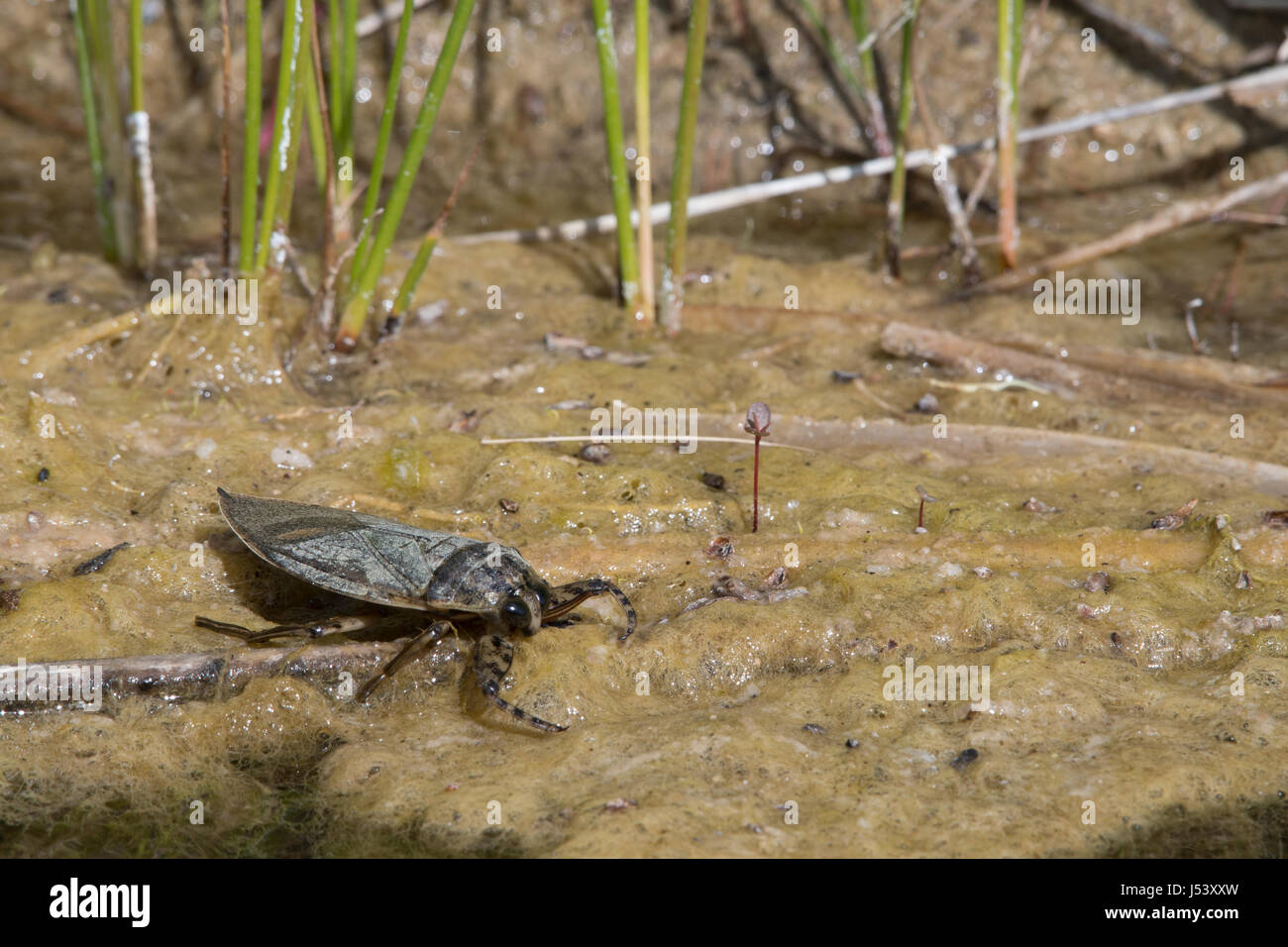 Water bug hires stock photography and images Alamy