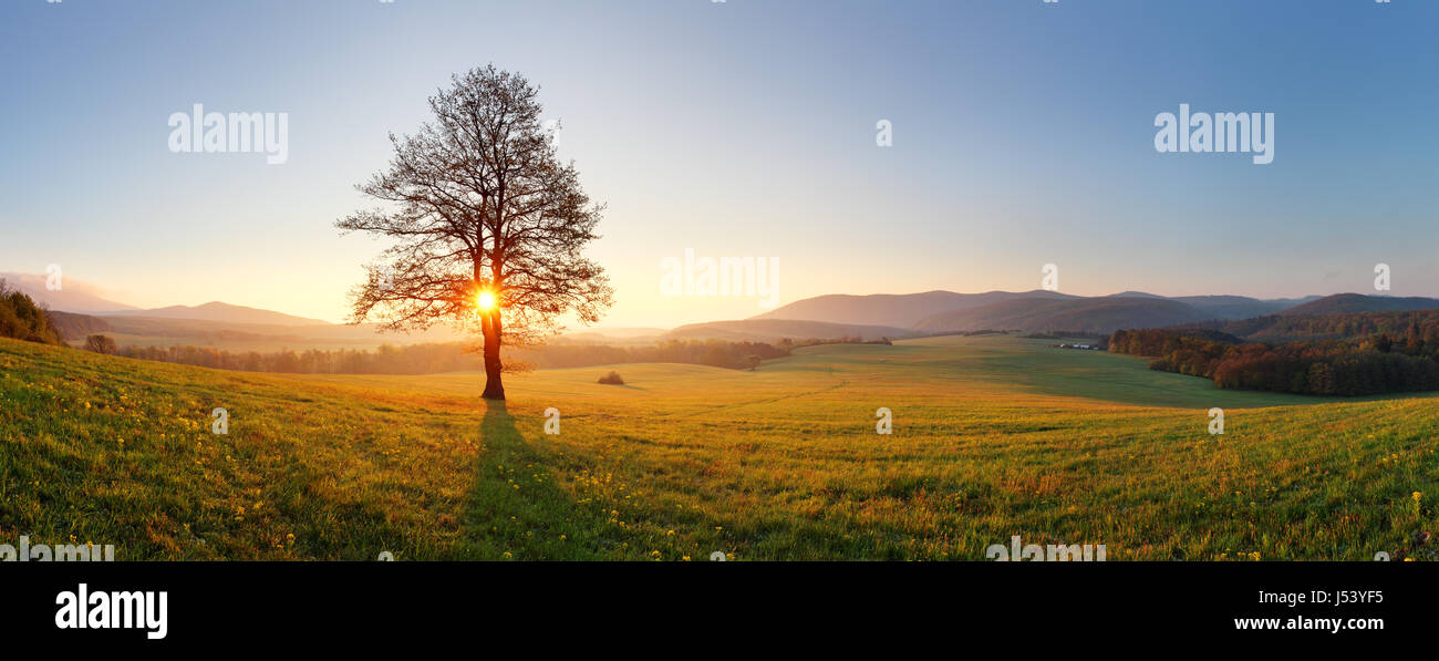 Alone tree on meadow at sunset with sun and mist - panorama Stock Photo ...