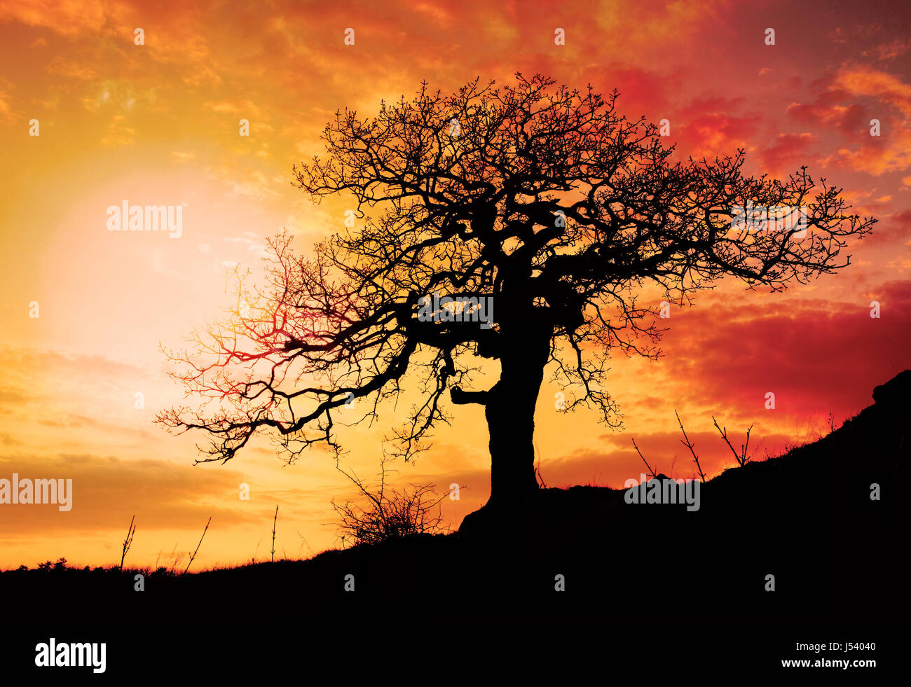 Alone tree with sun and color red orange yellow sky Stock Photo - Alamy