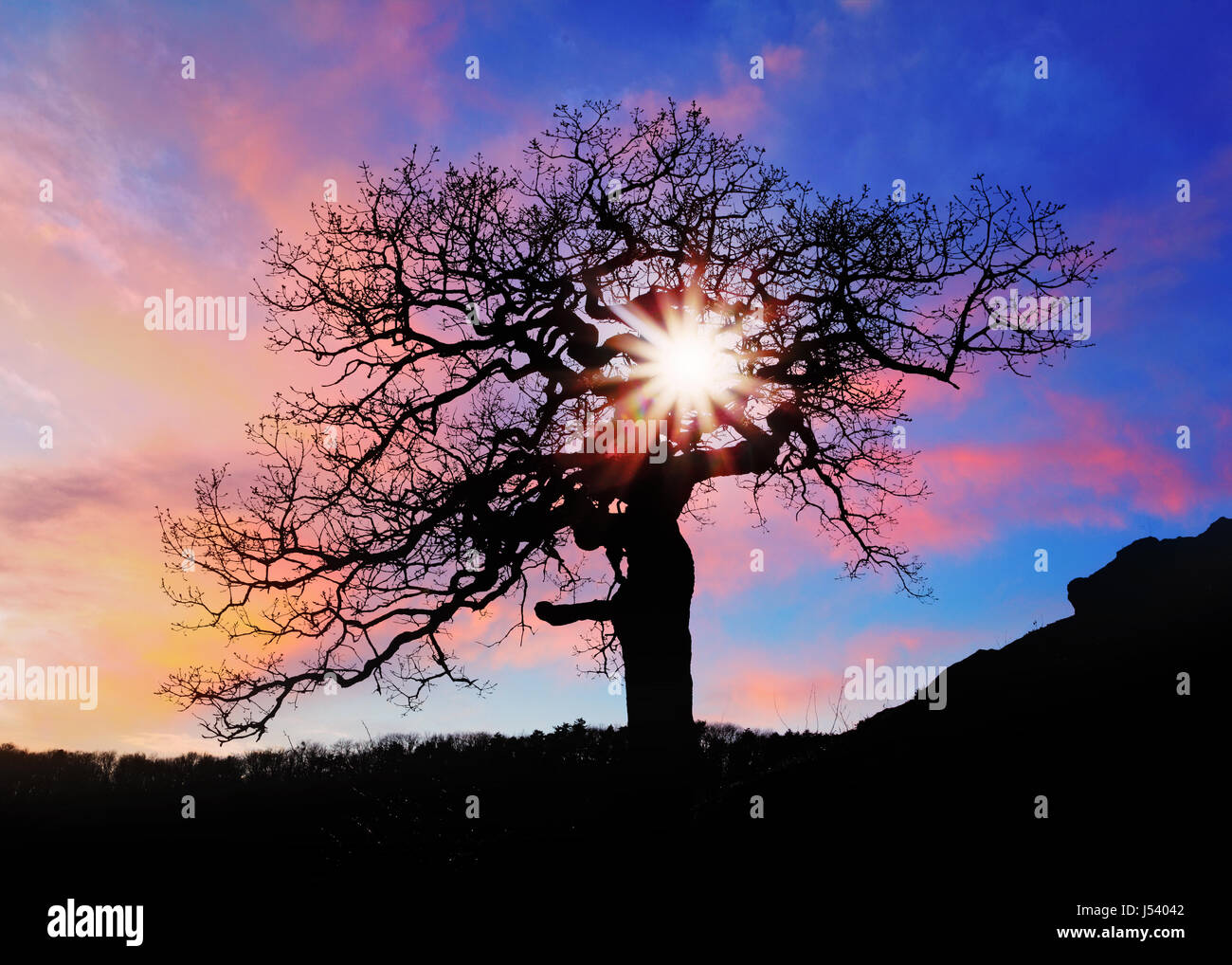 Alone tree with sun and color red orange yellow sky Stock Photo - Alamy