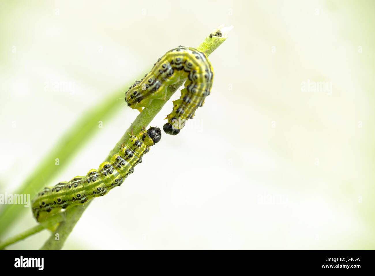 Close up of two green caterpillars on a branch, larva of the box tree moth (Cydalima perspectalis) Stock Photo