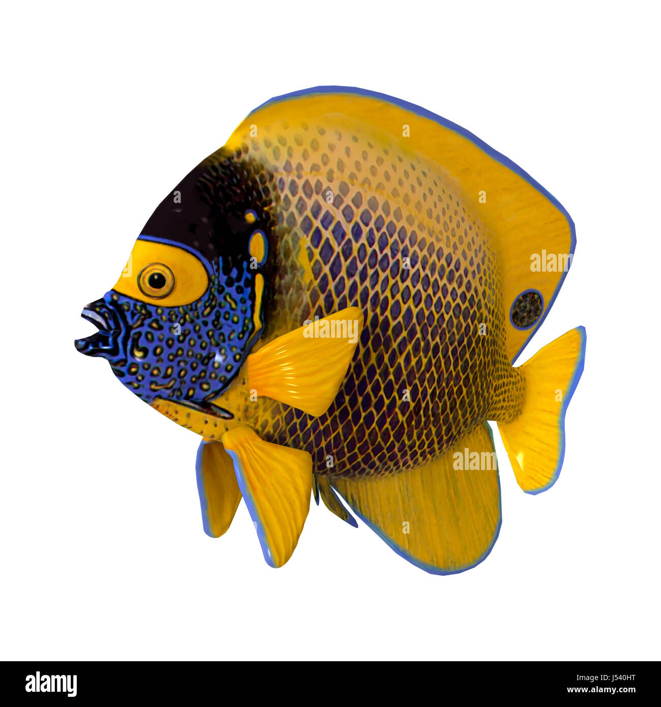 3D rendering of a blueface angelfish or yellowface angelfish isolated ...
