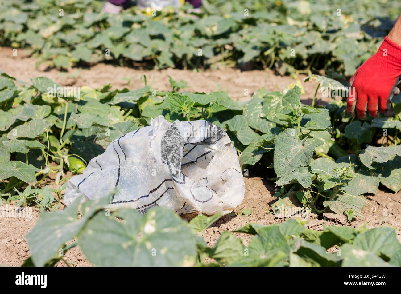 hand of farmer with gloves picking up the cucumbers at field Stock Photo