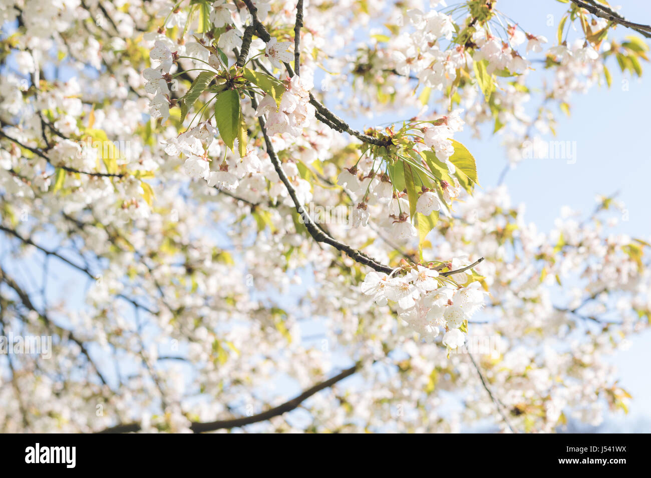 blooming cherry blossom in front of blue sky Stock Photo - Alamy