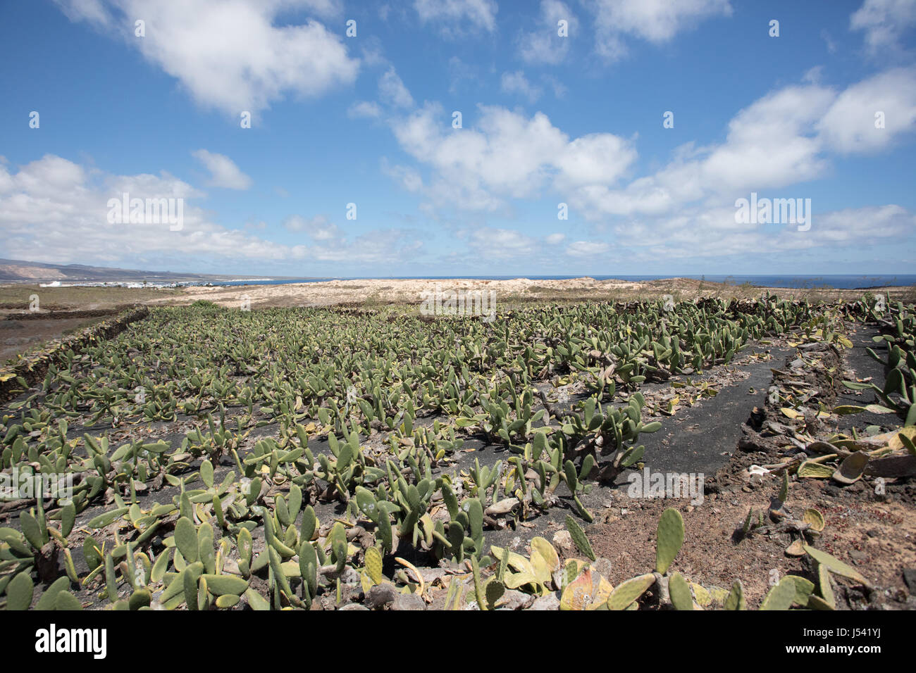 A large and important cactus plantation on Lanzarote. Stock Photo