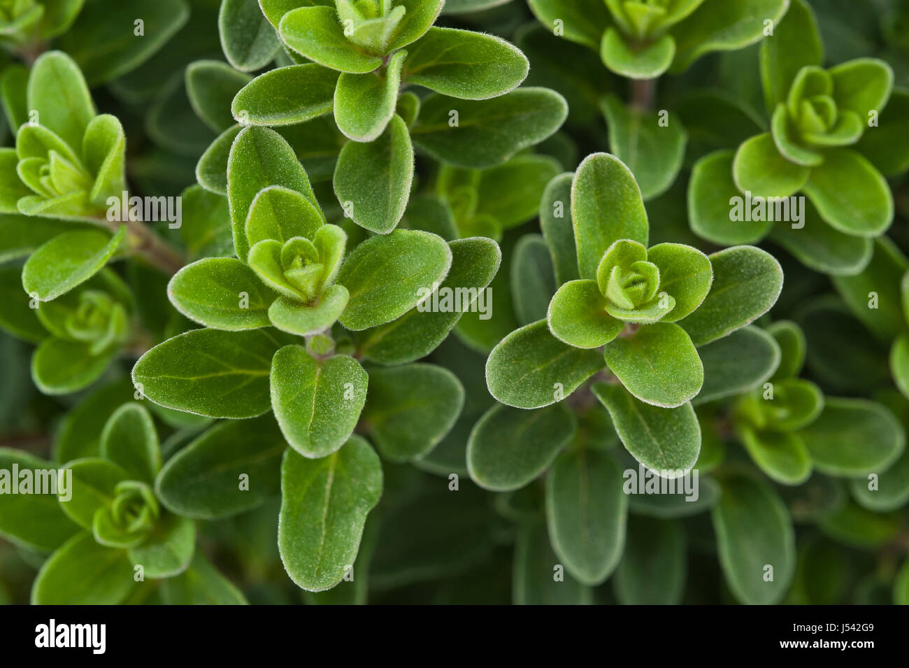 Fresh marjoram,Marjoram background, sprig of marjoram Stock Photo Alamy