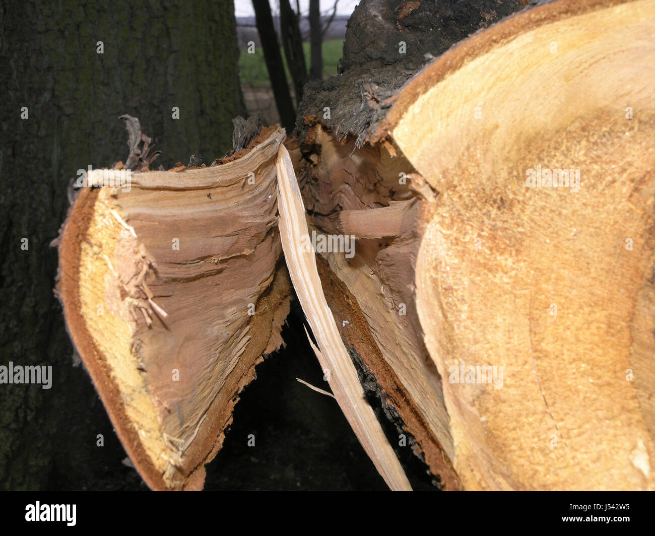 tree,wood,broken,cloven,firewood,forest,kaputt Stock Photo