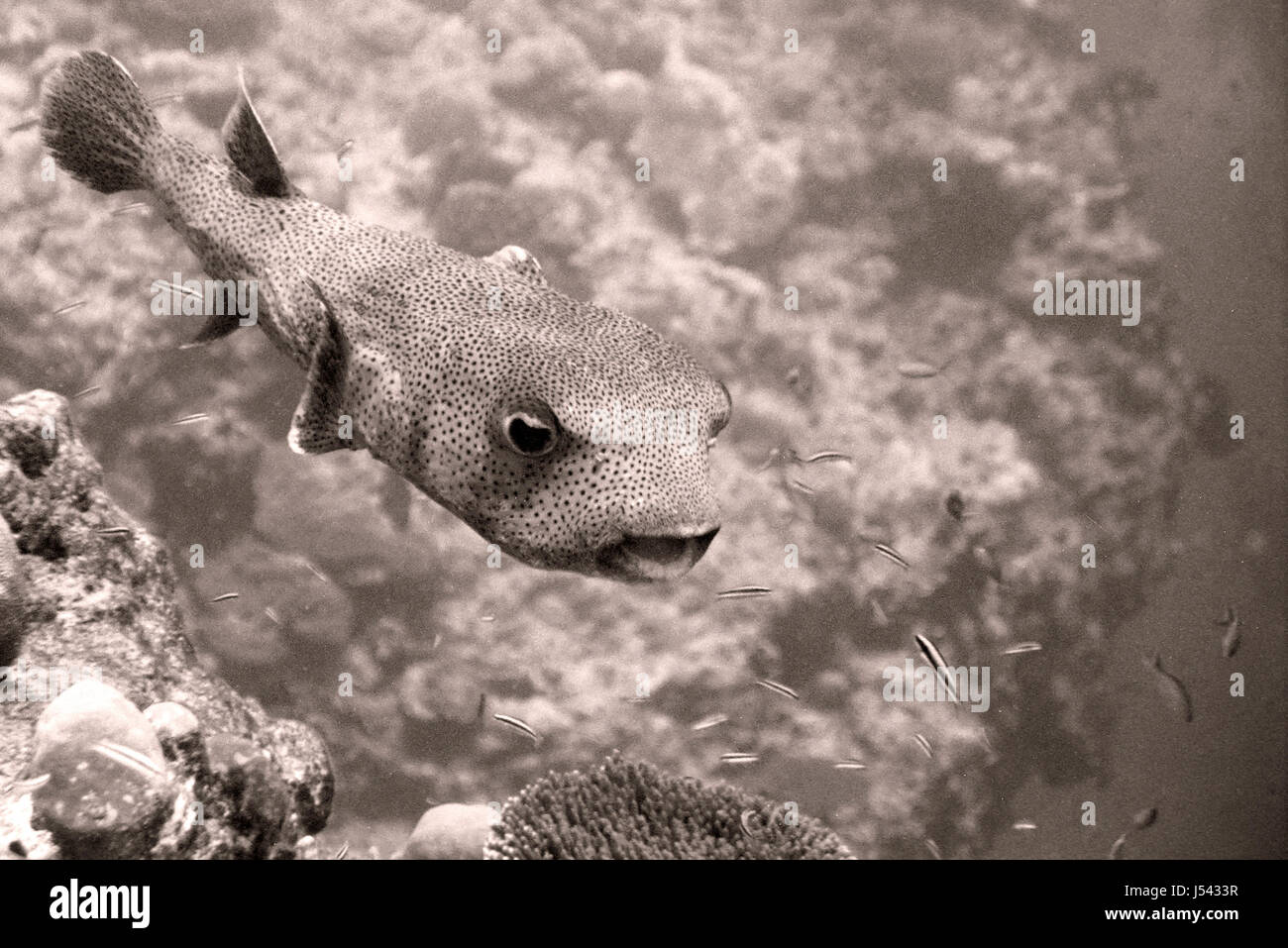 Fish bw hi-res stock photography and images - Alamy