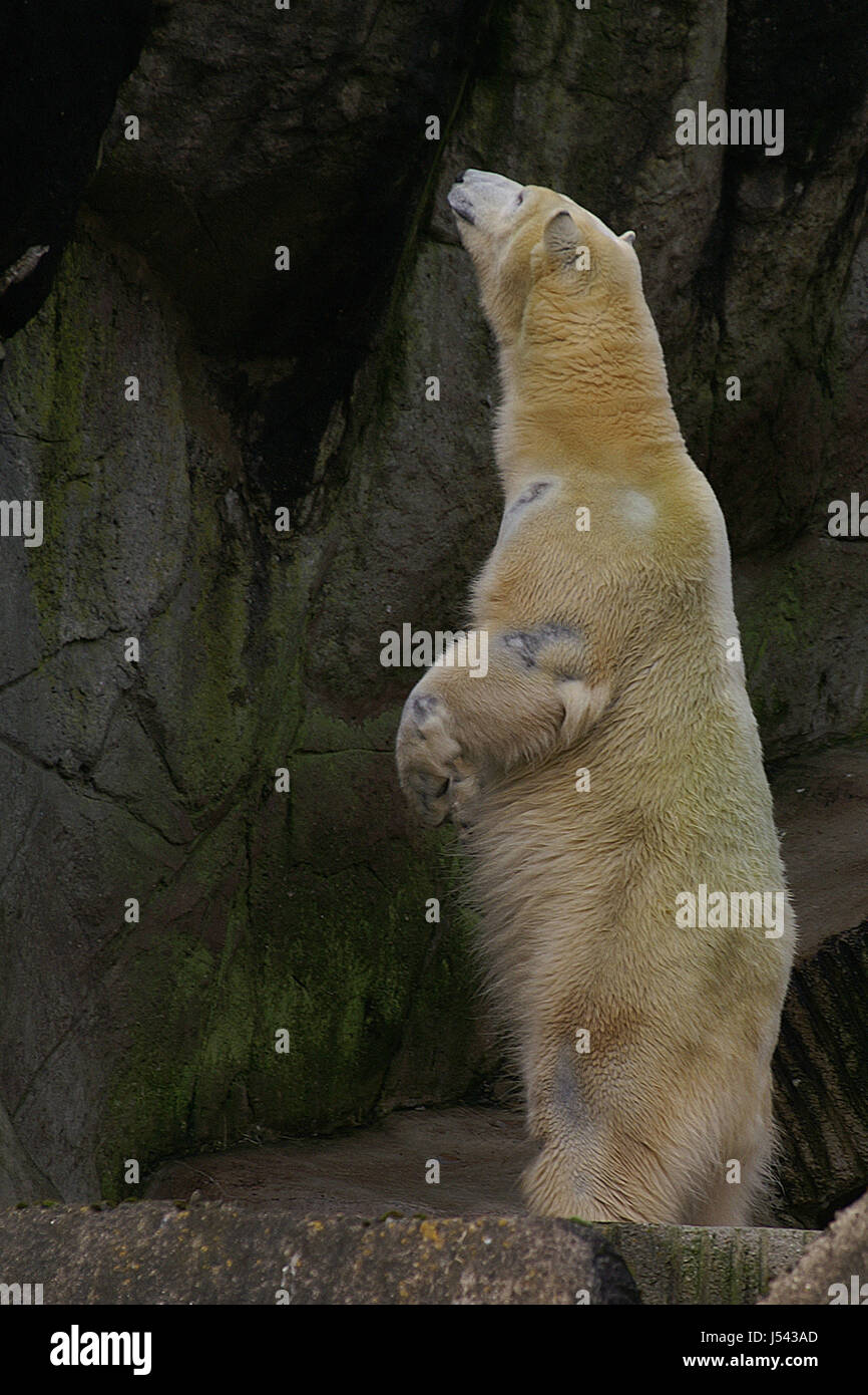 curious,polar bear,zoo,rock,stand,aufrecht,hagebeck Stock Photo