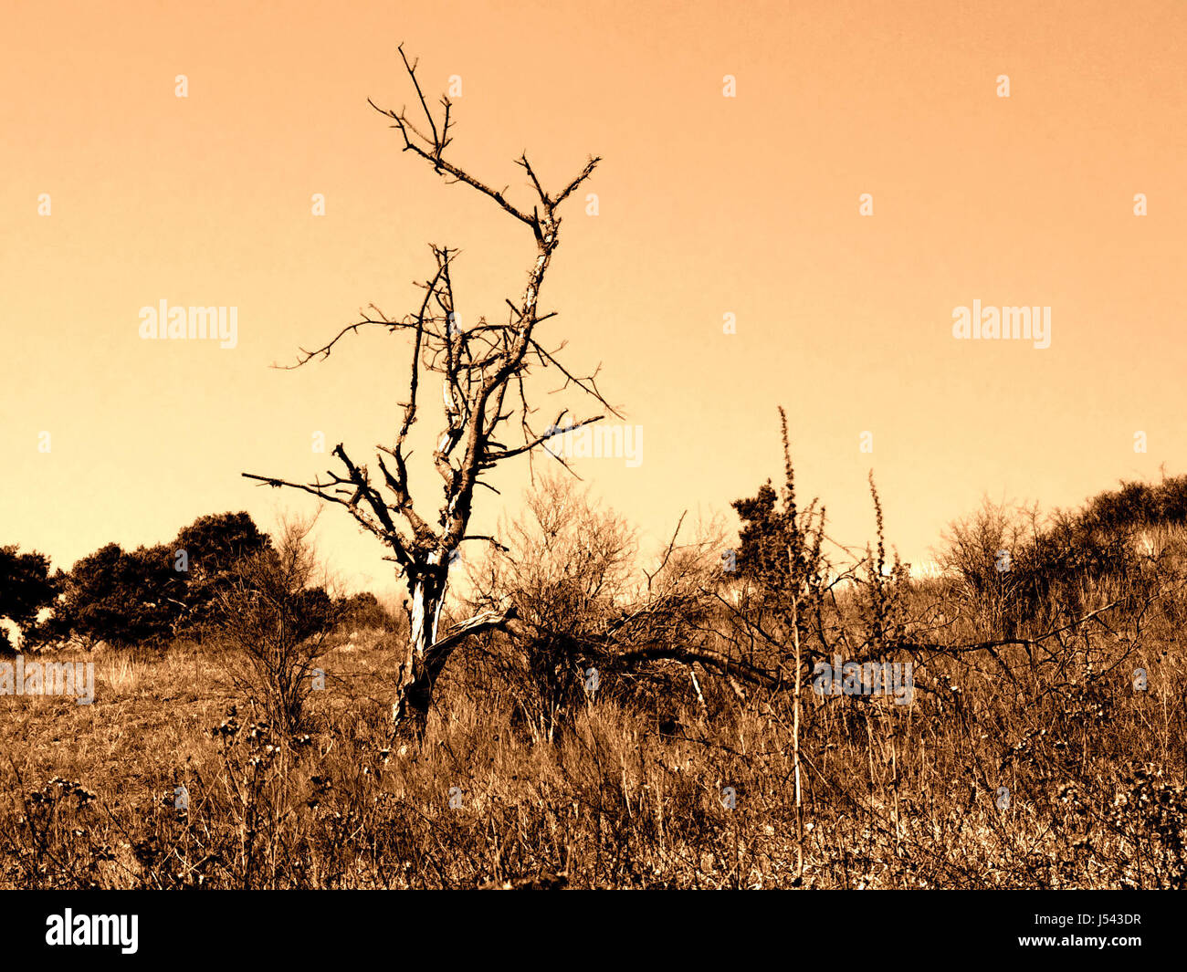 Corpse tree hi-res stock photography and images - Alamy