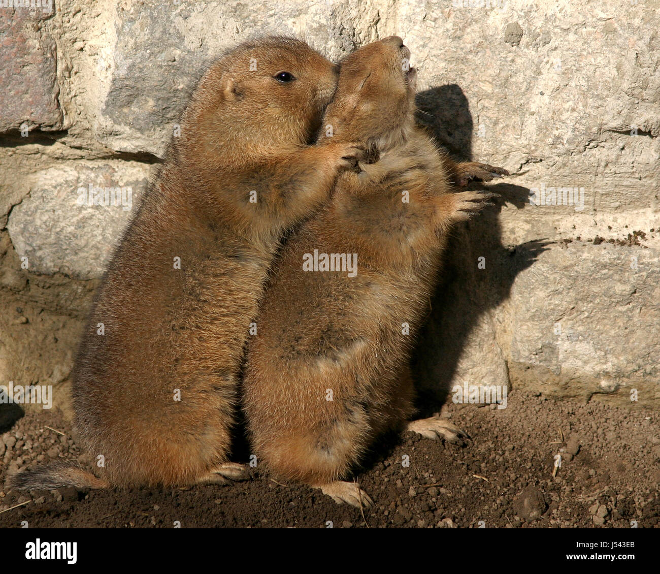 animal animals zoo skin wall cuddle touch embrace mating mate love in