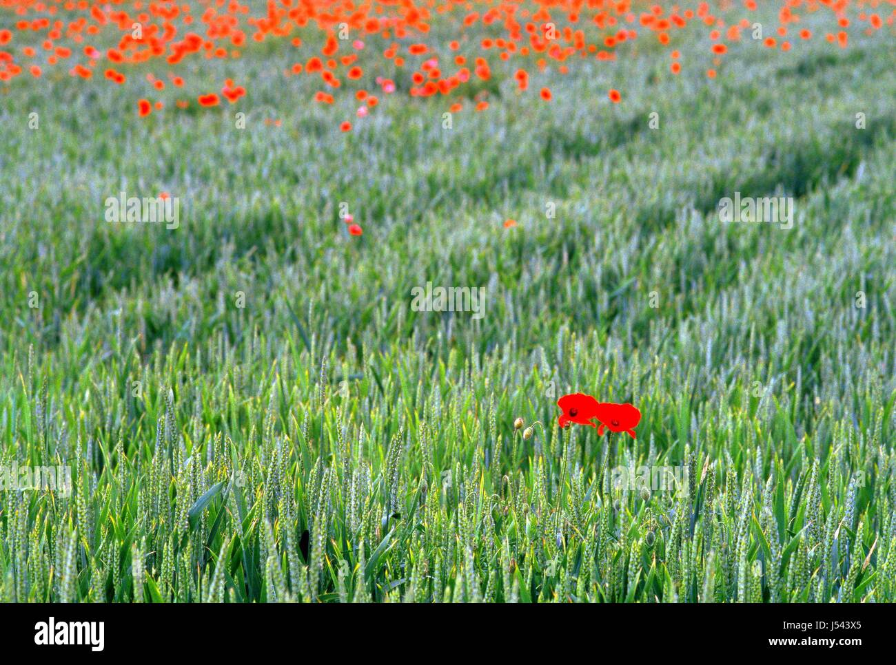 Poppy Colour High Resolution Stock Photography and Images - Alamy