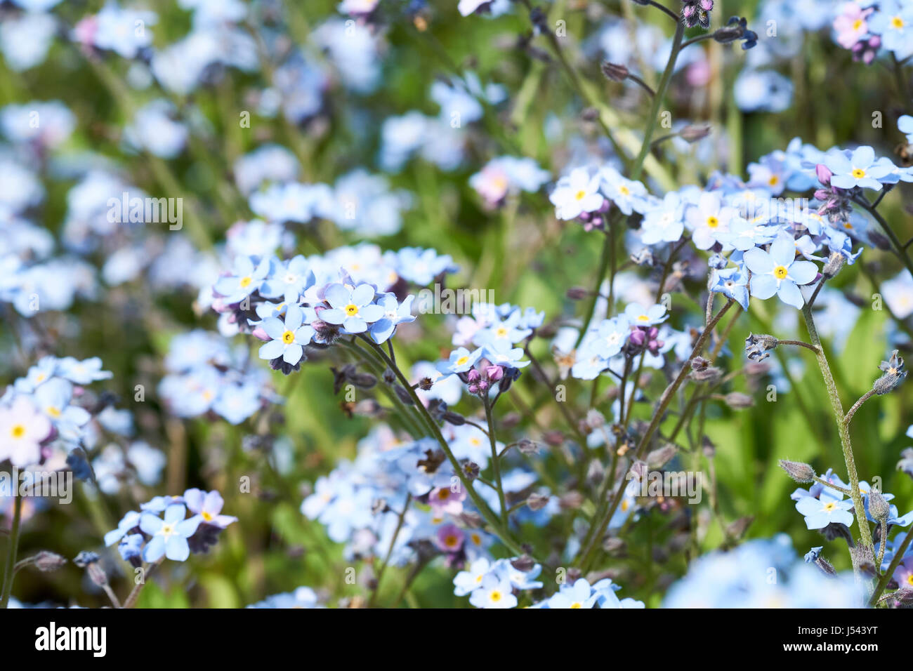 Blue flowered water forget-me-not (Myosotis scorpioides) plants growing in a English country garden flowerbed, UK. Stock Photo