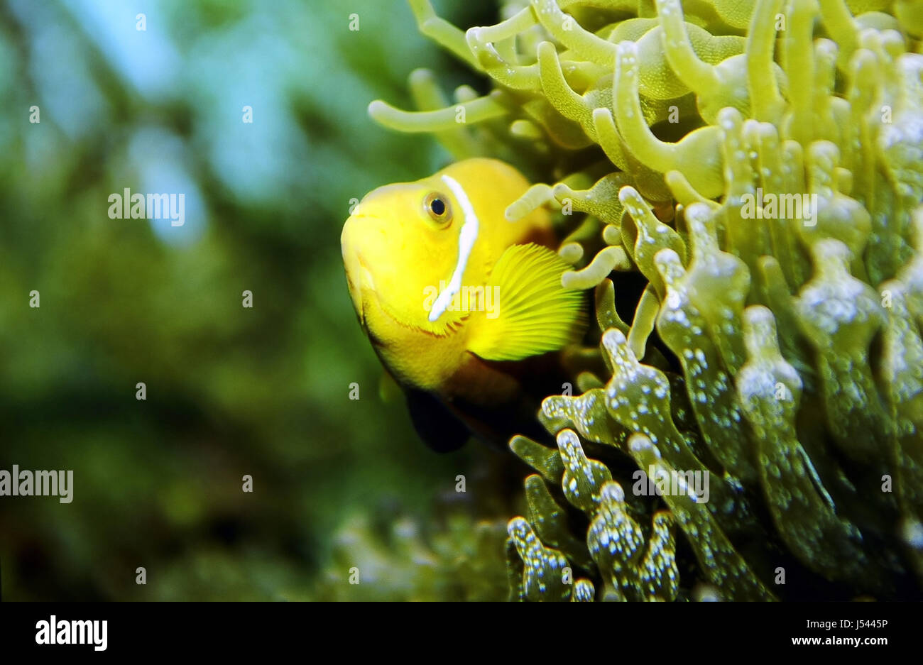 aquarium fish zoo clown fins pisces gills clown fish nemo anemone fin ...