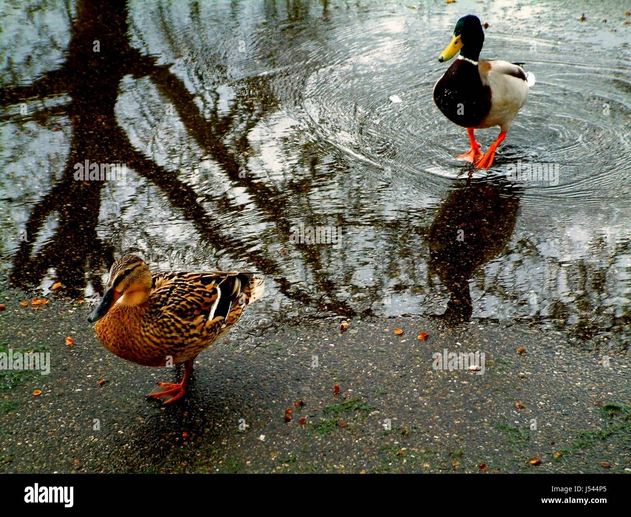 bird birds amphibians faithfulness puddle couple pair es regnet entenpaar er Stock Photo
