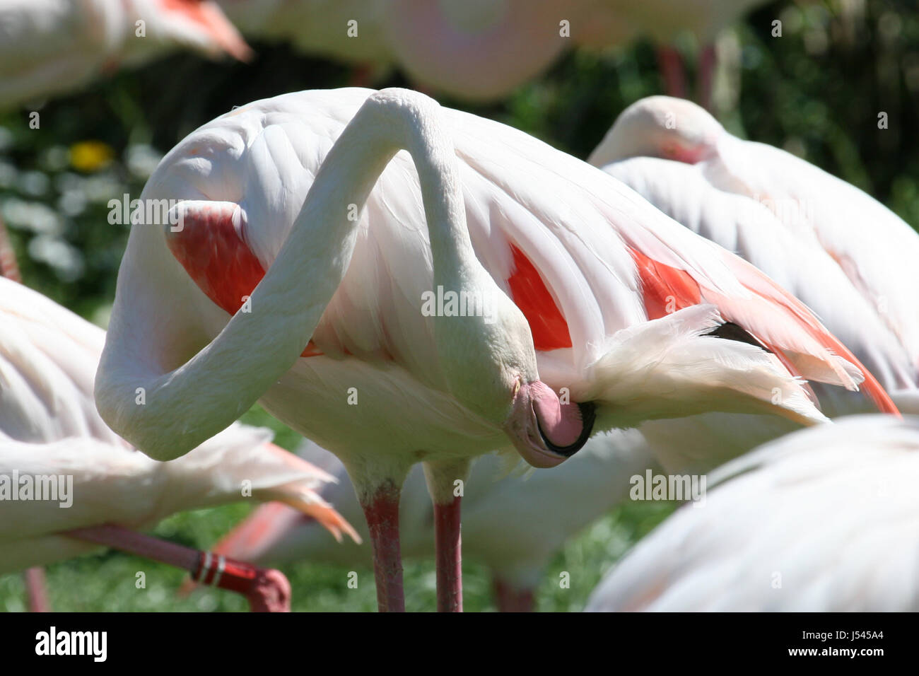 legs bird birds feathers beak feathering furbish beaks red neck pink flamingo Stock Photo