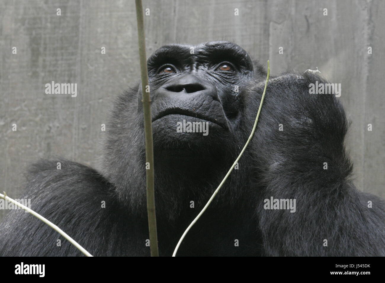 mammal face monkey eyes fist look glancing see view looking peeking looking at Stock Photo