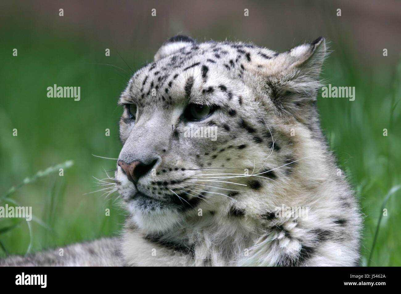 Leopard claws hi-res stock photography and images - Alamy