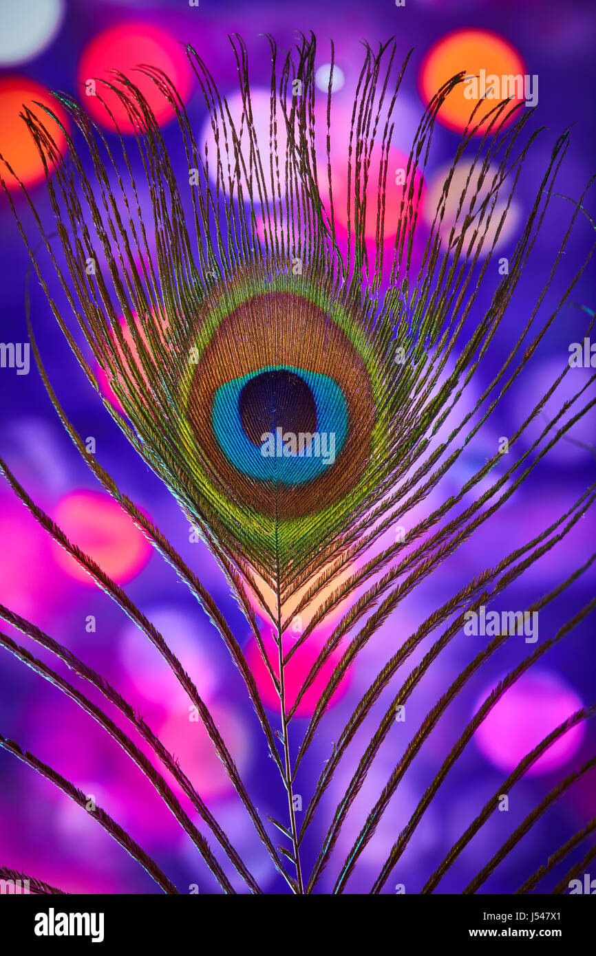Peacock feather with a colorful background macro Stock Photo - Alamy