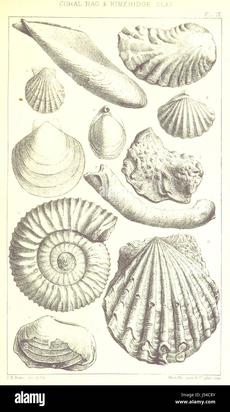 A Supplement to the Geology of Weymouth and the Isle of Portland