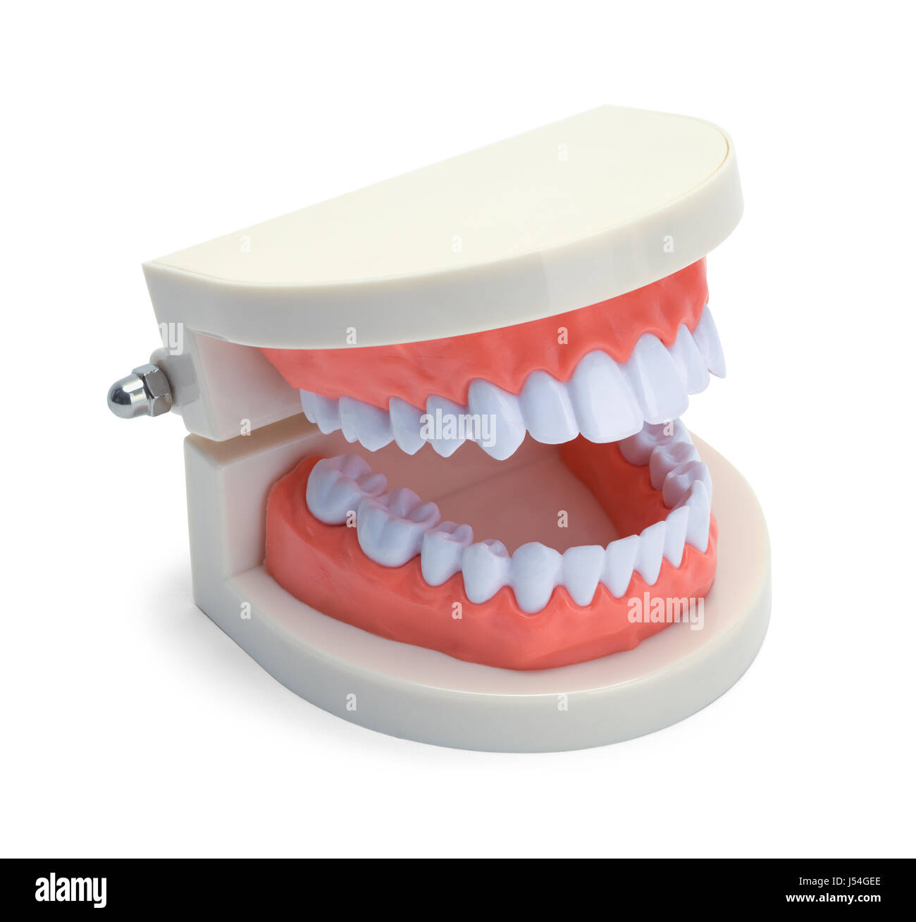 Tooth Model Open Open Dental Teeth Model Isolated on White Background Stock Photo - Alamy