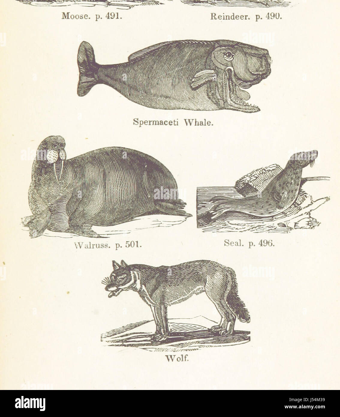 Image taken from page 517 of 'The Polar Regions of the Western Continent explored: embracing a geographical account of Iceland, Greenland, the islands of the frozen sea, and the northern parts of the American Continent ... Together with the adventures, di Stock Photo
