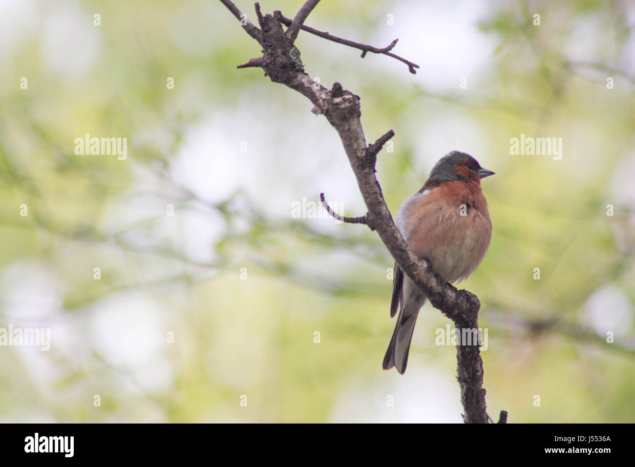 A bird on a tree branch. Photo for your design Stock Photo - Alamy