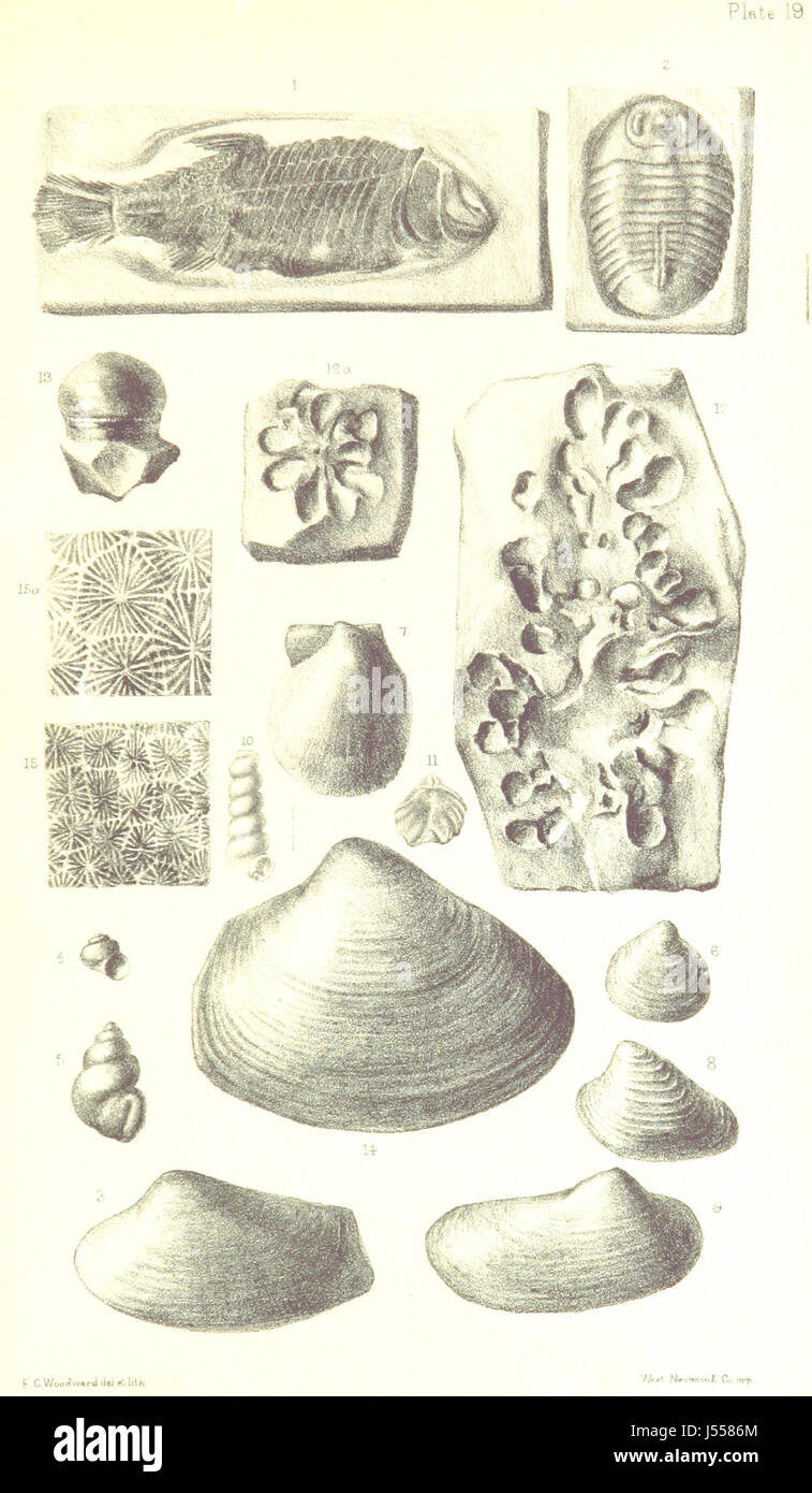 A Supplement to the Geology of Weymouth and the Isle of Portland