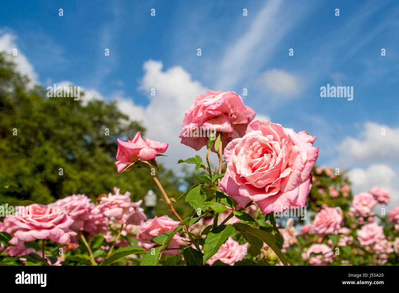 Bright blue roses hi-res stock photography and images - Alamy