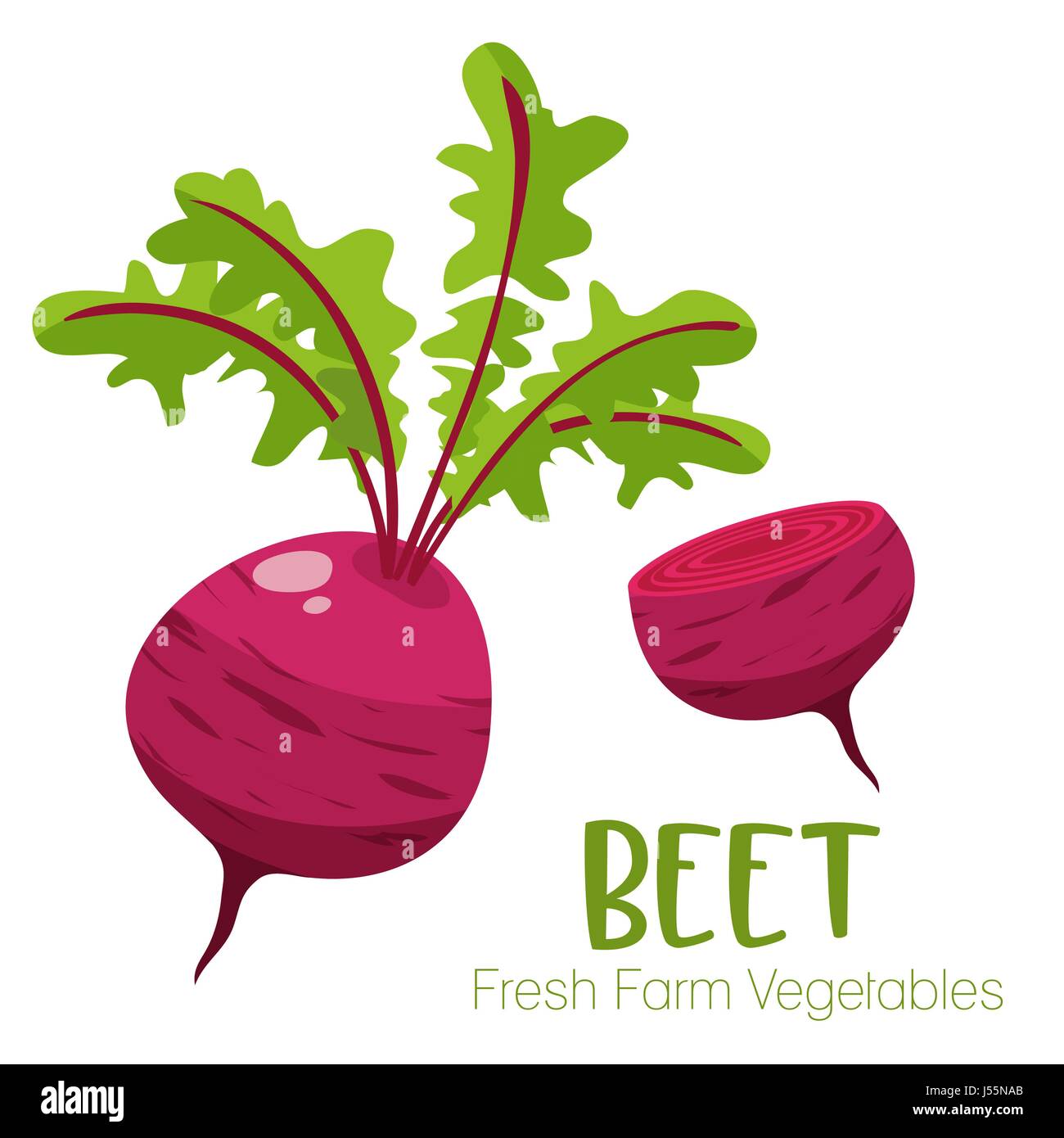 Vector beet isolated on white background.Vegetable illustration for
