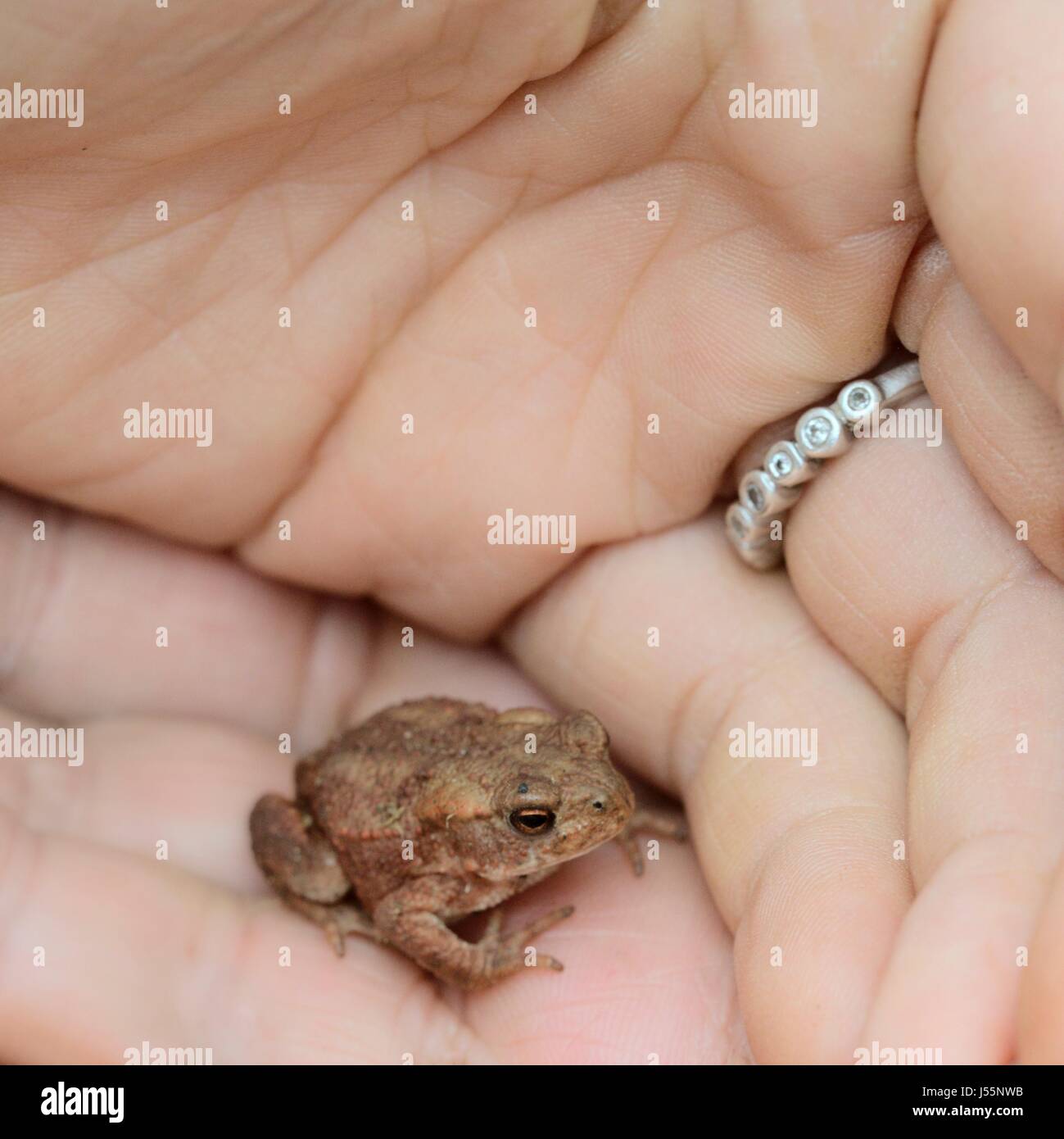 Baby frogs fotografías e imágenes de alta resolución - Alamy