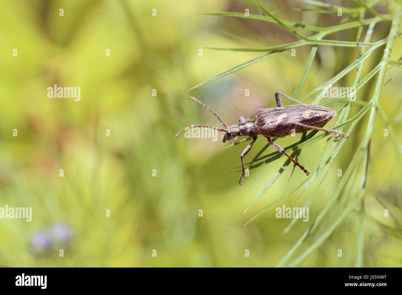 Longhorn Beetle, Wales, UK Stock Photo