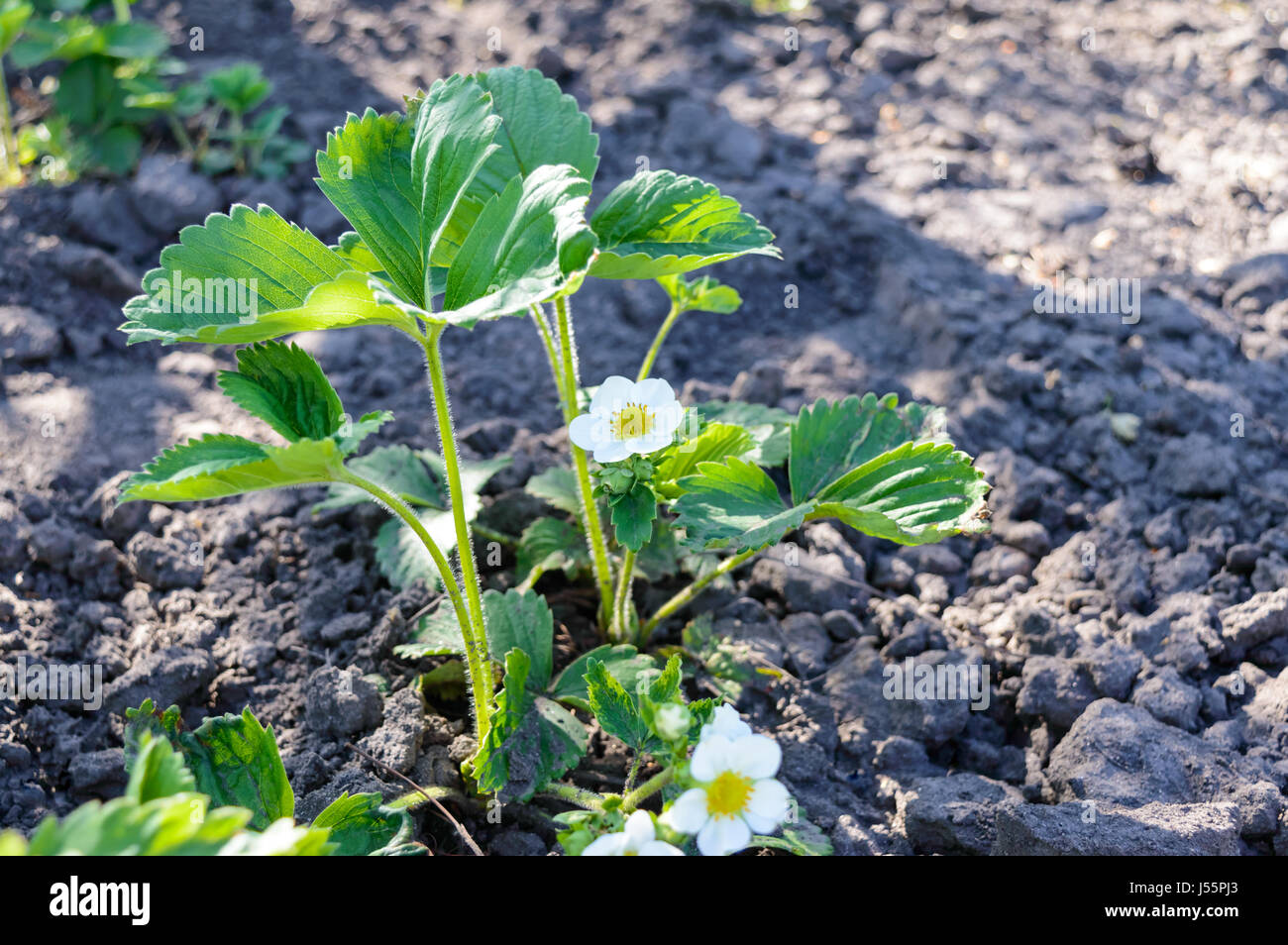 Green strawberry leaves with flowers and buds grow in the garden in the ...