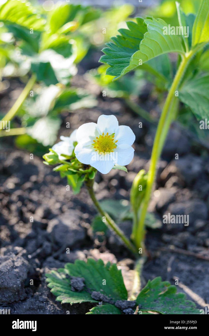 Green strawberry leaves with flowers and buds grow in the garden in the ...