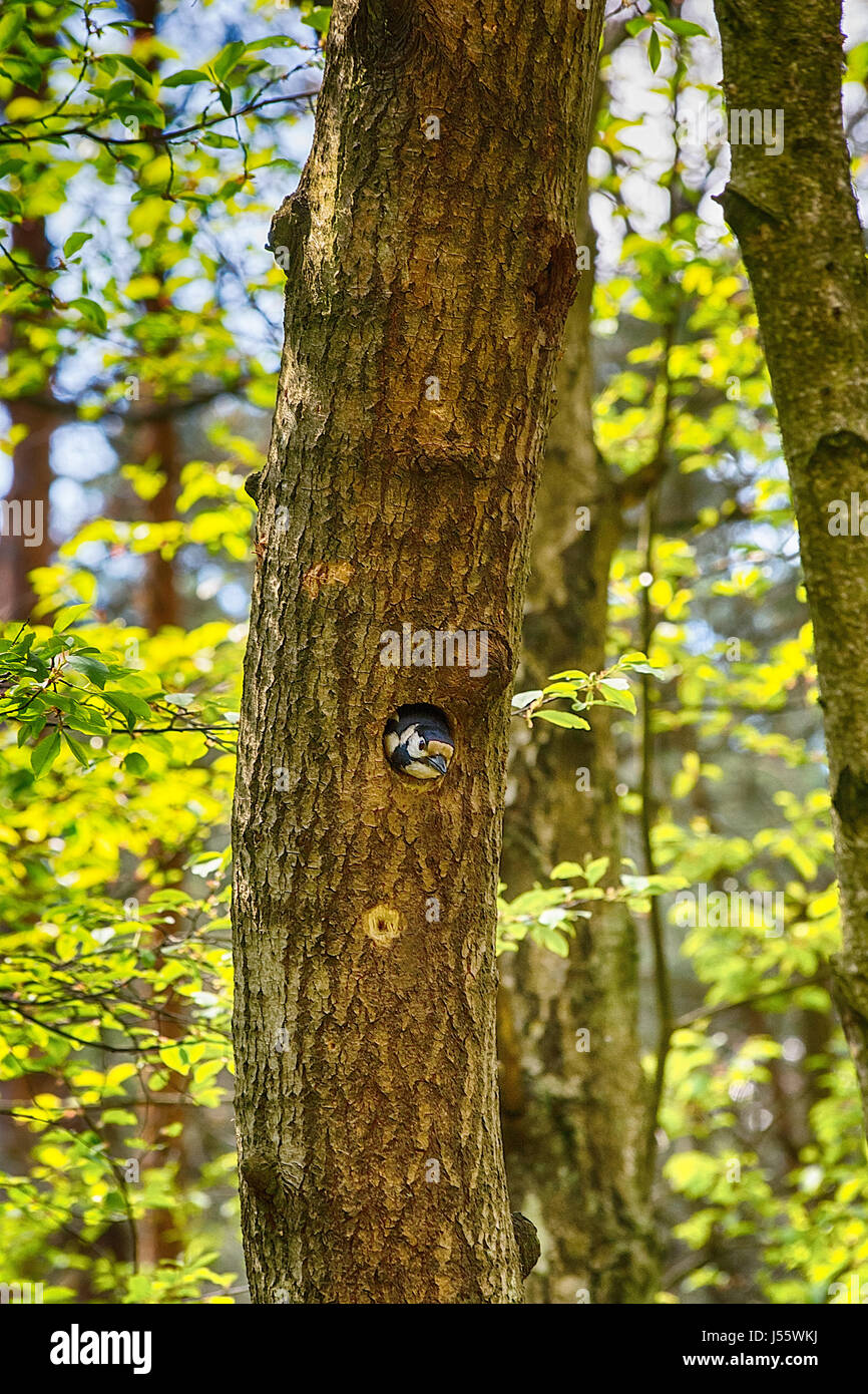 Woodpecker in the forest Stock Photo Alamy