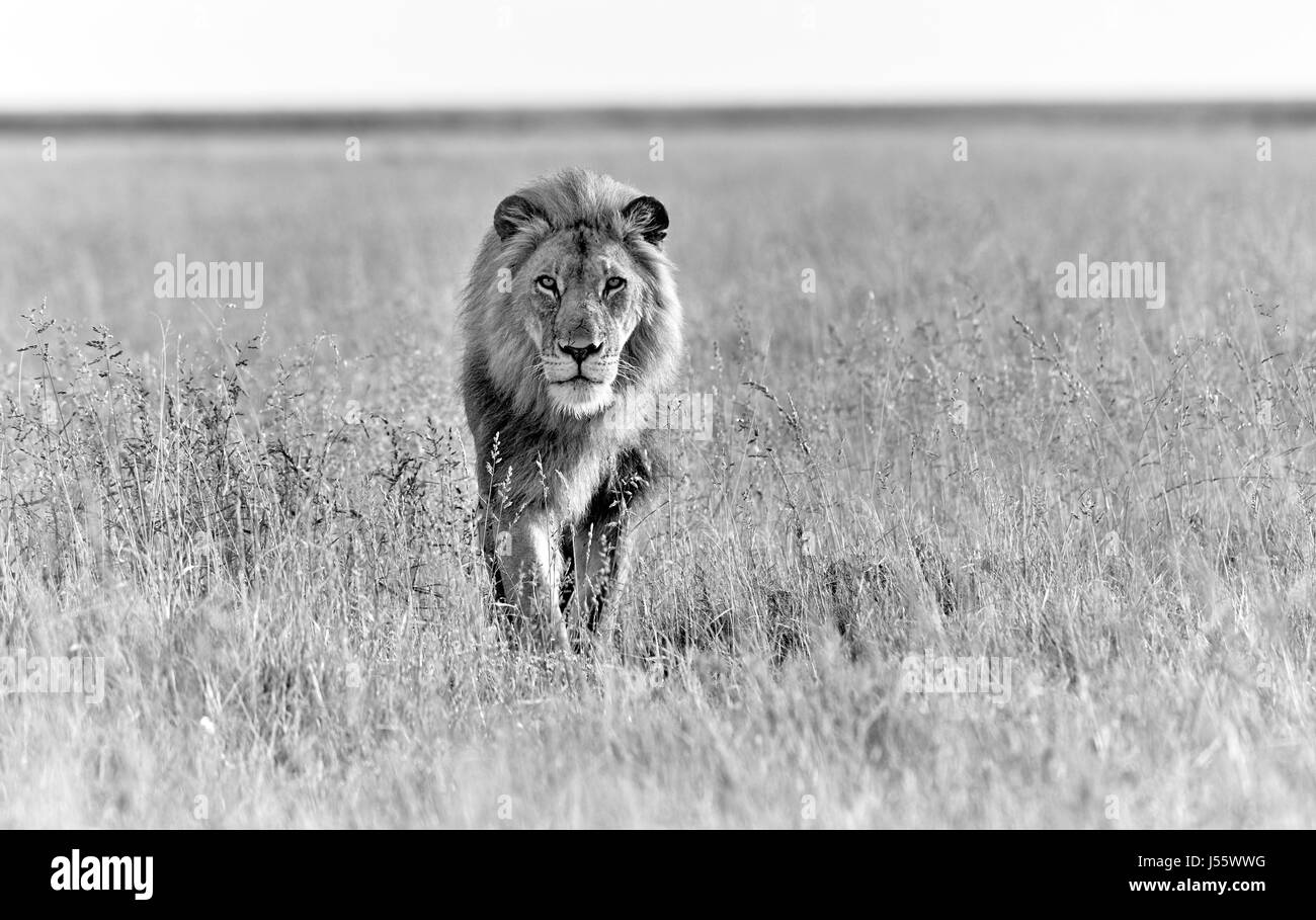 male lion patrolling through the area, savannah and free space, black and white Stock Photo