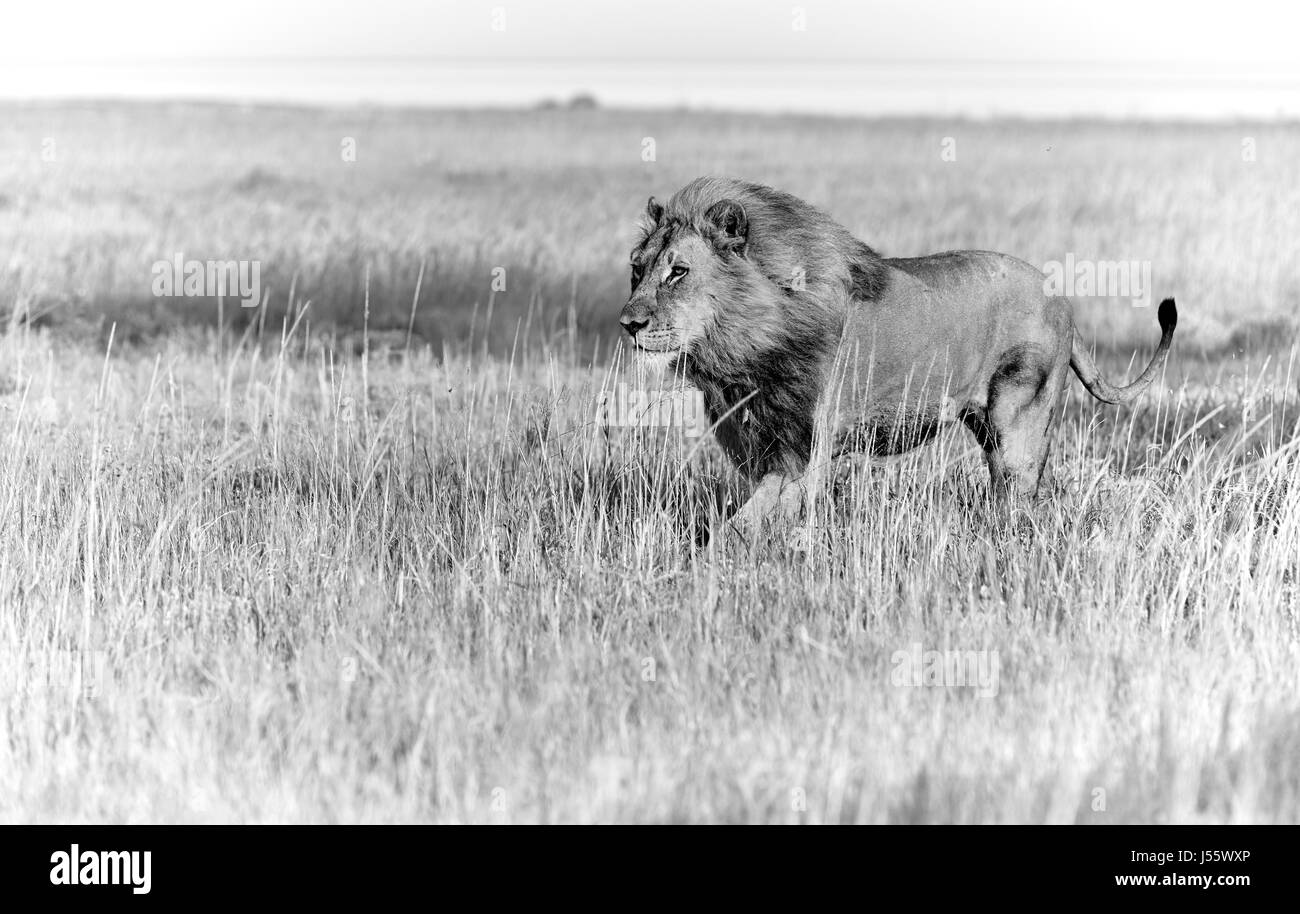 male lion patrolling through the area, savannah and free space, black and white Stock Photo