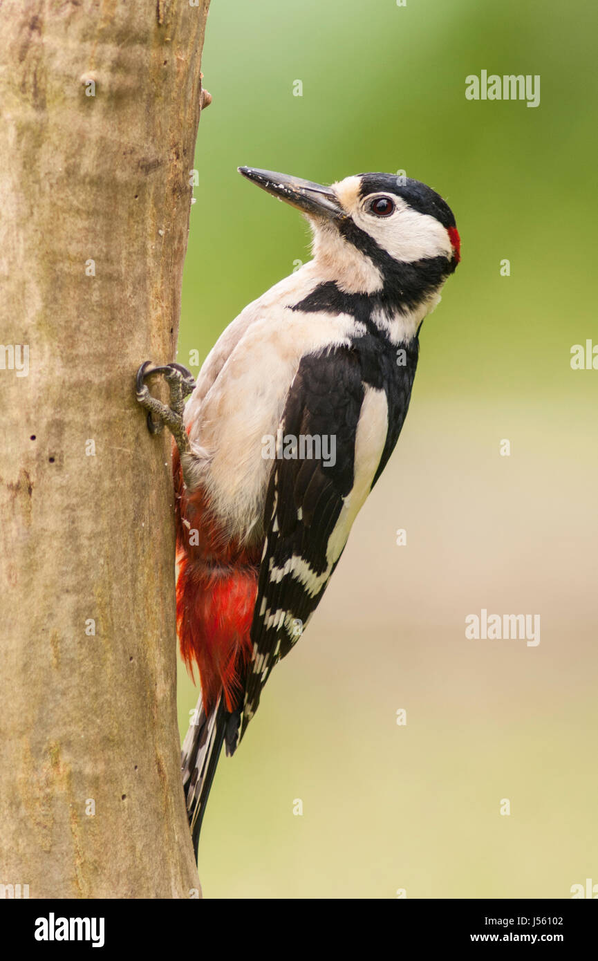 A Great Spotted Woodpecker (Dendrocopos major) on a tree in the uk Stock Photo