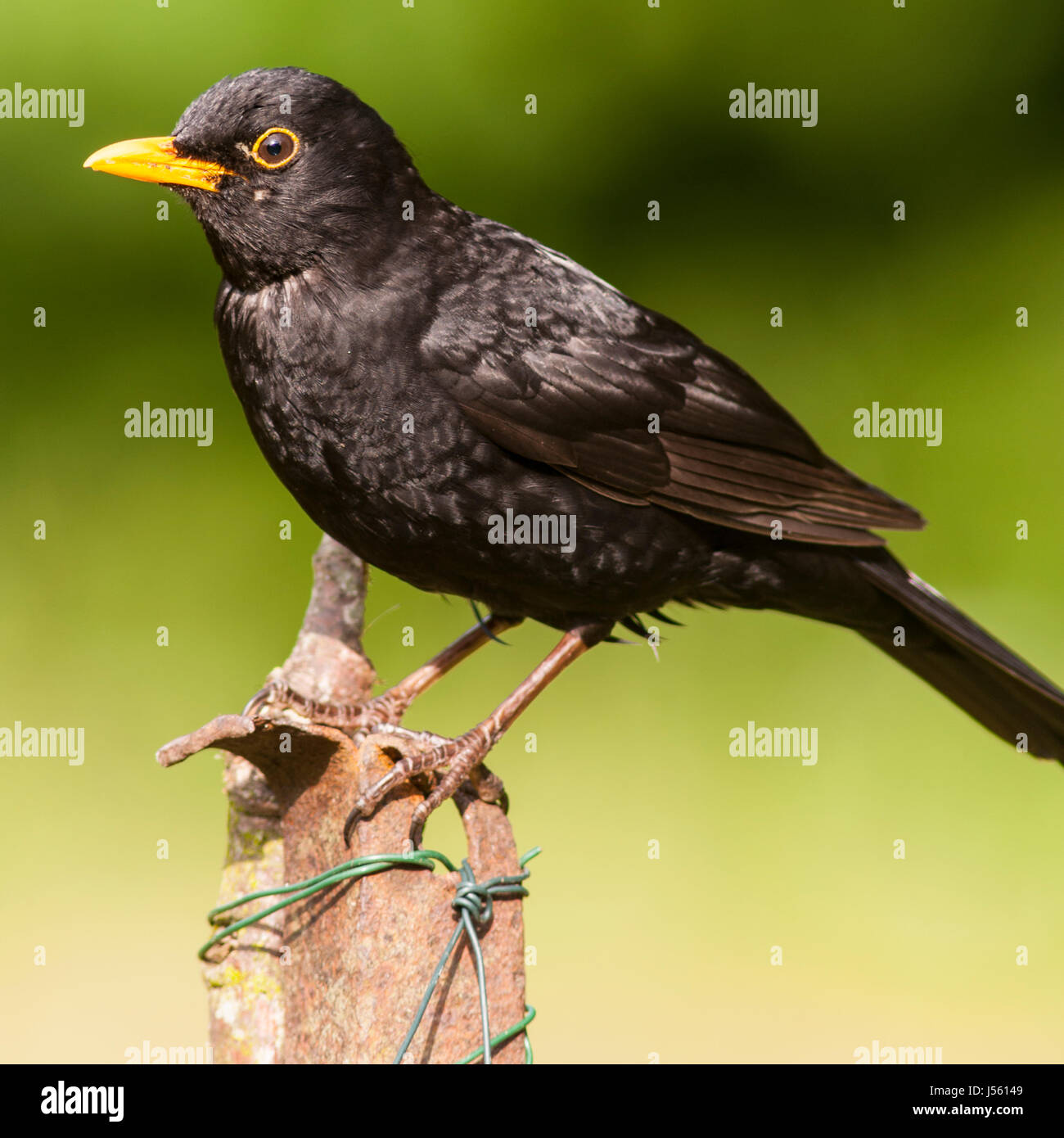 A  Male Blackbird  (Turdus merula) in the Uk Stock Photo