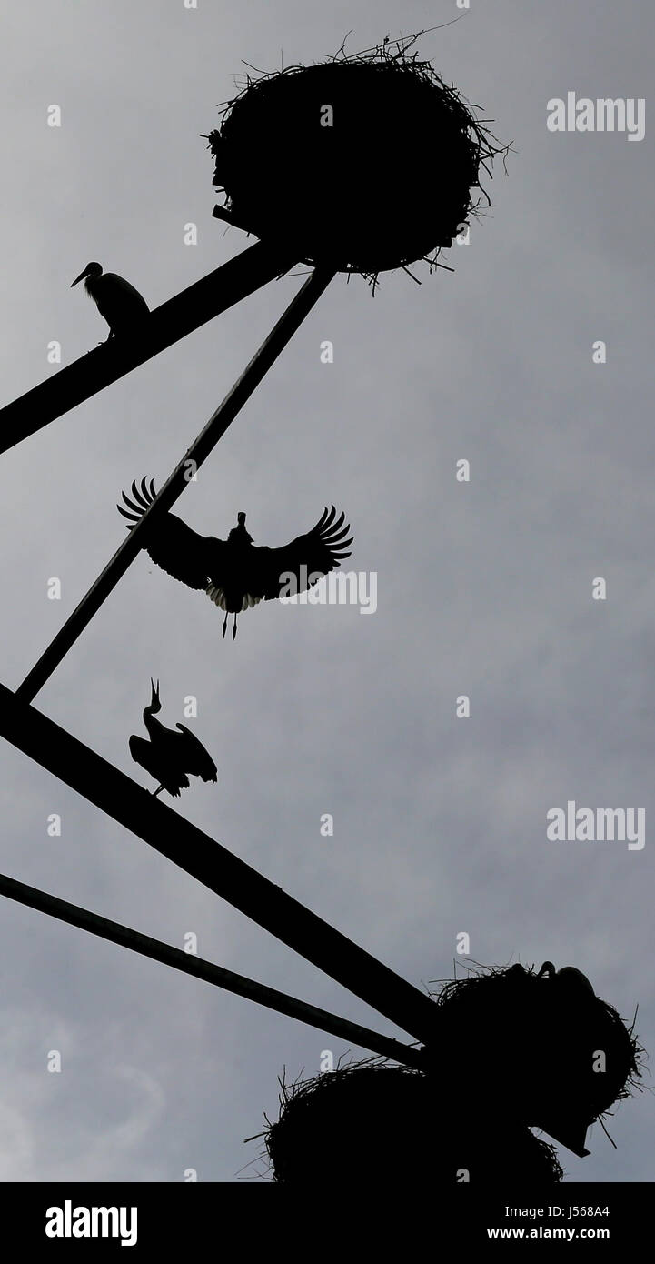 Kirchheim, Germany. 11th May, 2017. Storks sit in their nests on jibs of a crane tower in Kirchheim, Germany, 11 May 2017. Nine stork couples have built a nest in the especially for them constructed 'stork-hotel'. Photo: Karl-Josef Hildenbrand/dpa/Alamy Live News Stock Photo
