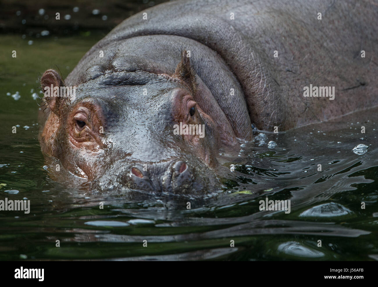 Hanover, Germany. 17th May, 2017. Pumeza the hippopotamus in its enclosure in the zoo in Hanover, Germany, 17 May 2017. The zoo is celebrating the first birthday of the animal. It received a special treat in the shape of the number one made up of salad and grass. Photo: Silas Stein/dpa/Alamy Live News Stock Photo