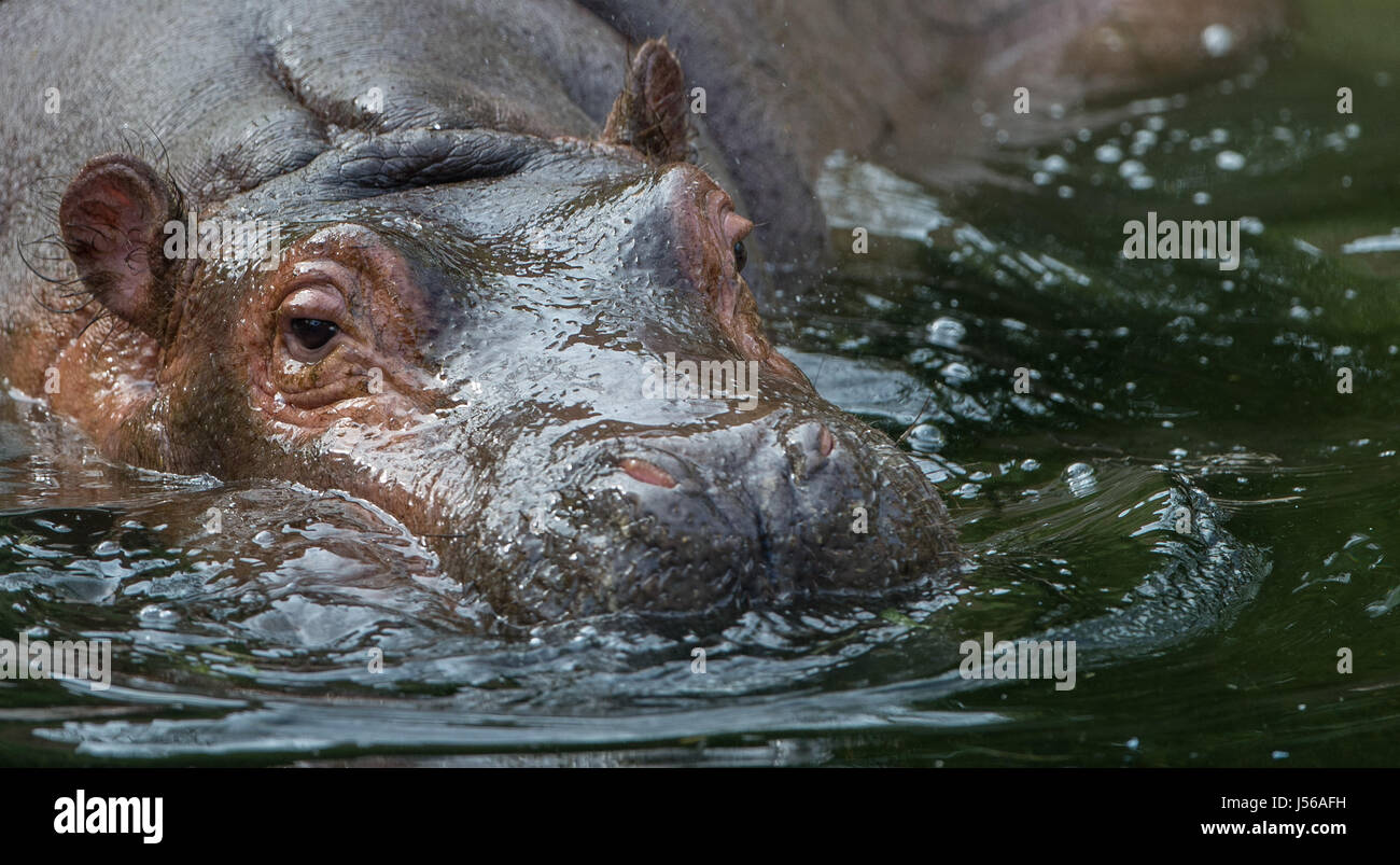 Hanover, Germany. 17th May, 2017. Pumeza the hippopotamus in its enclosure in the zoo in Hanover, Germany, 17 May 2017. The zoo is celebrating the first birthday of the animal. It received a special treat in the shape of the number one made up of salad and grass. Photo: Silas Stein/dpa/Alamy Live News Stock Photo