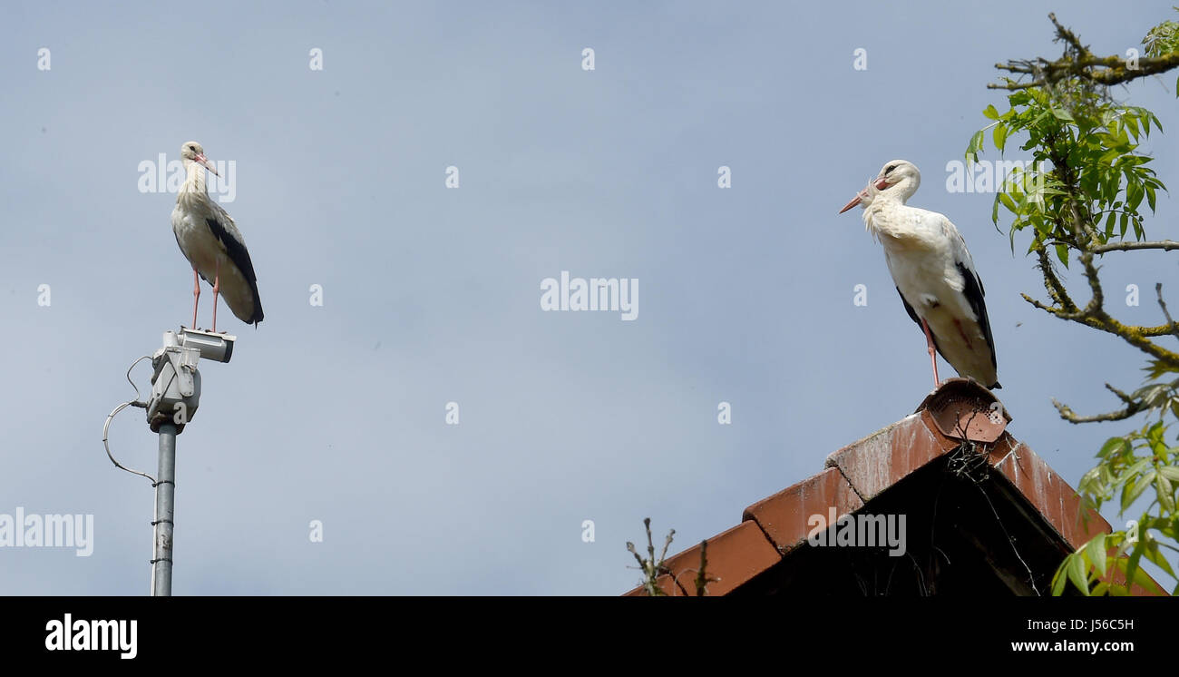 Leiferde, Germany. 17th May, 2017. Two storks in Leiferde, Germany, 17 May 2017. Temperatures in Lower Saxony reached the 25 degree Celsius mark today. Photo: Holger Hollemann/dpa/Alamy Live News Stock Photo