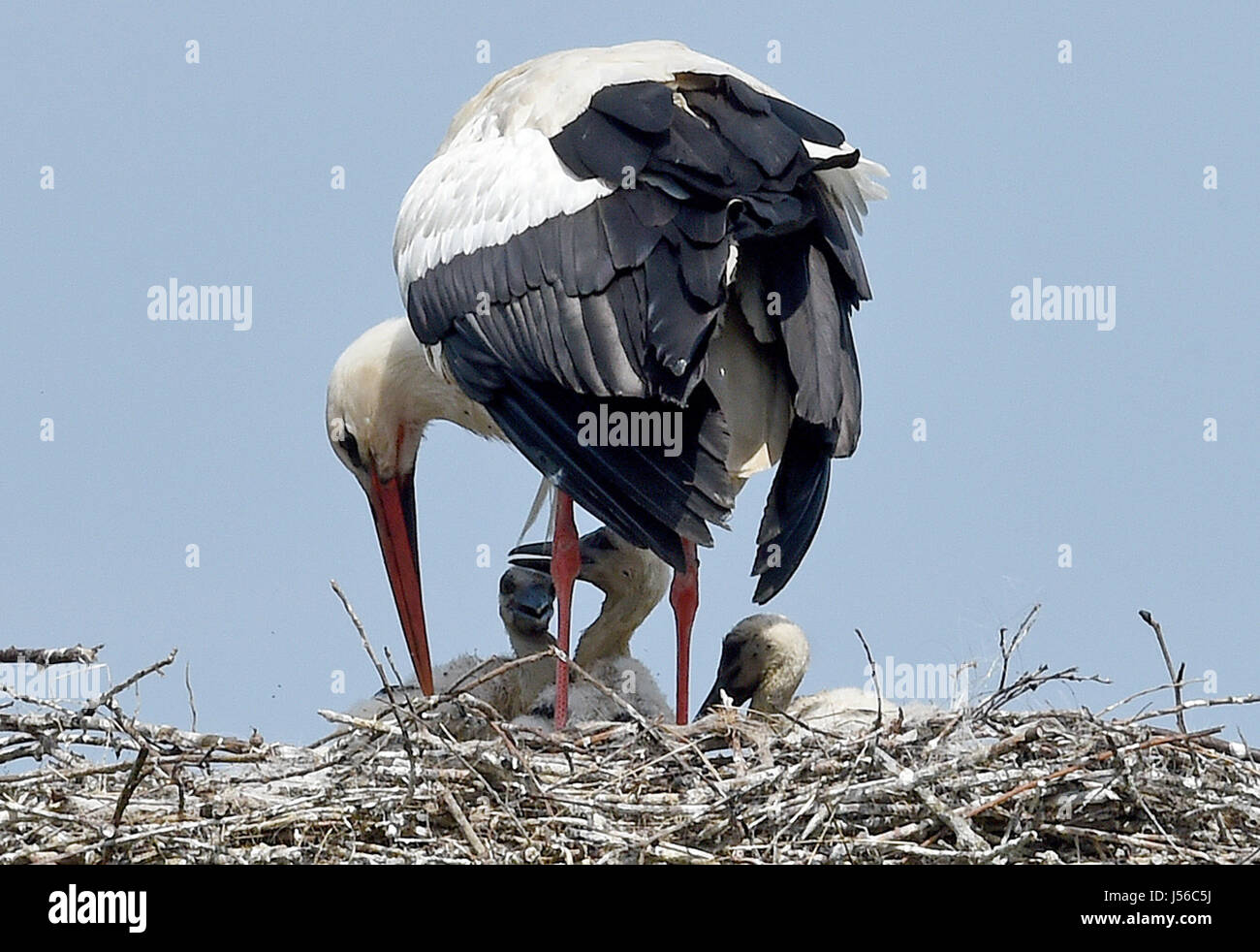 Leiferde, Germany. 17th May, 2017. A stork feeds its chicks in Leiferde, Germany, 17 May 2017. Temperatures in Lower Saxony reached the 25 degree Celsius mark today. Photo: Holger Hollemann/dpa/Alamy Live News Stock Photo