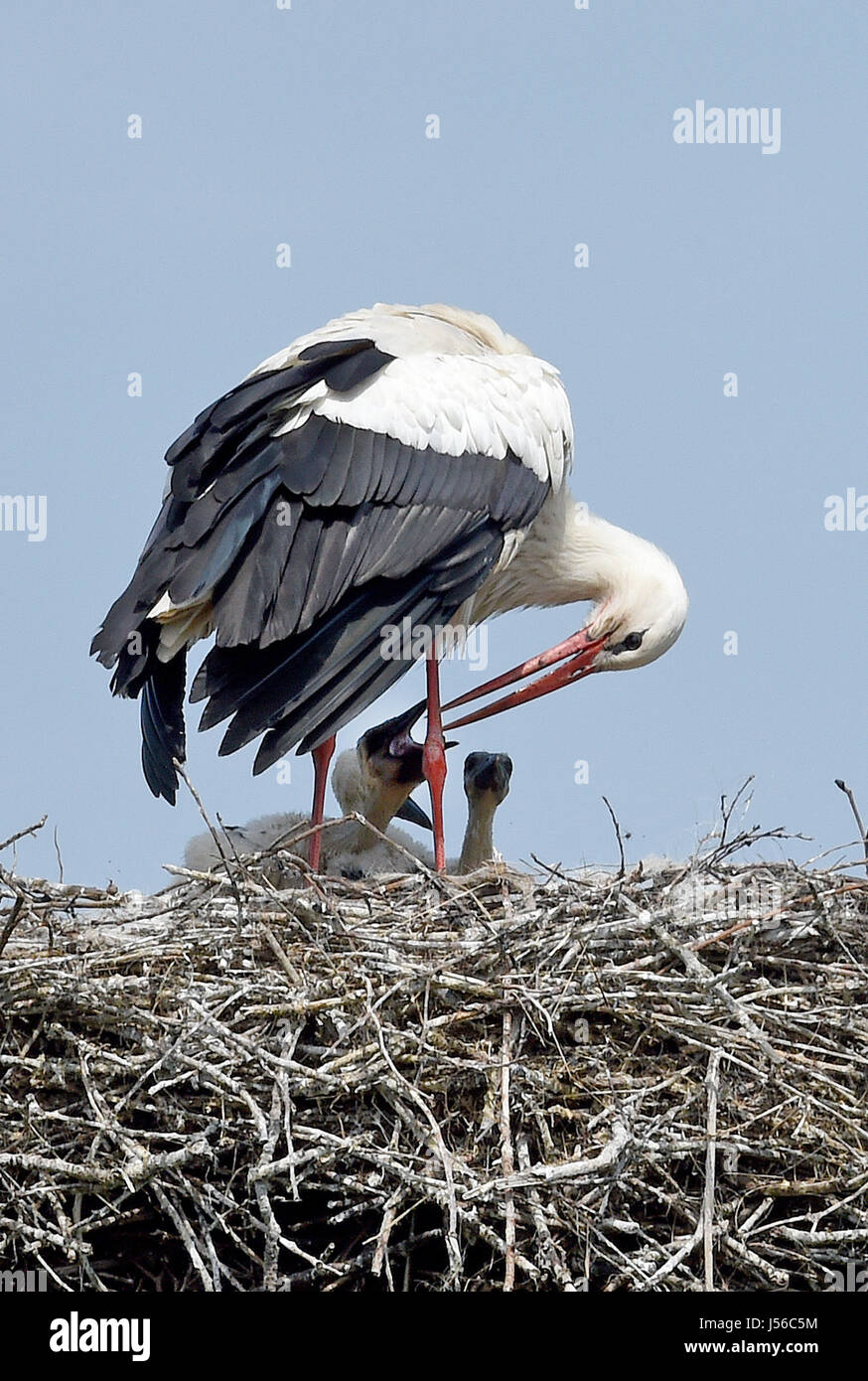 Leiferde, Germany. 17th May, 2017. A stork feeds its chicks in Leiferde, Germany, 17 May 2017. Temperatures in Lower Saxony reached the 25 degree Celsius mark today. Photo: Holger Hollemann/dpa/Alamy Live News Stock Photo