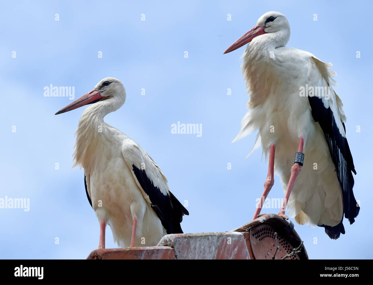 Leiferde, Germany. 17th May, 2017. Two storks in Leiferde, Germany, 17 May 2017. Temperatures in Lower Saxony reached the 25 degree Celsius mark today. Photo: Holger Hollemann/dpa/Alamy Live News Stock Photo