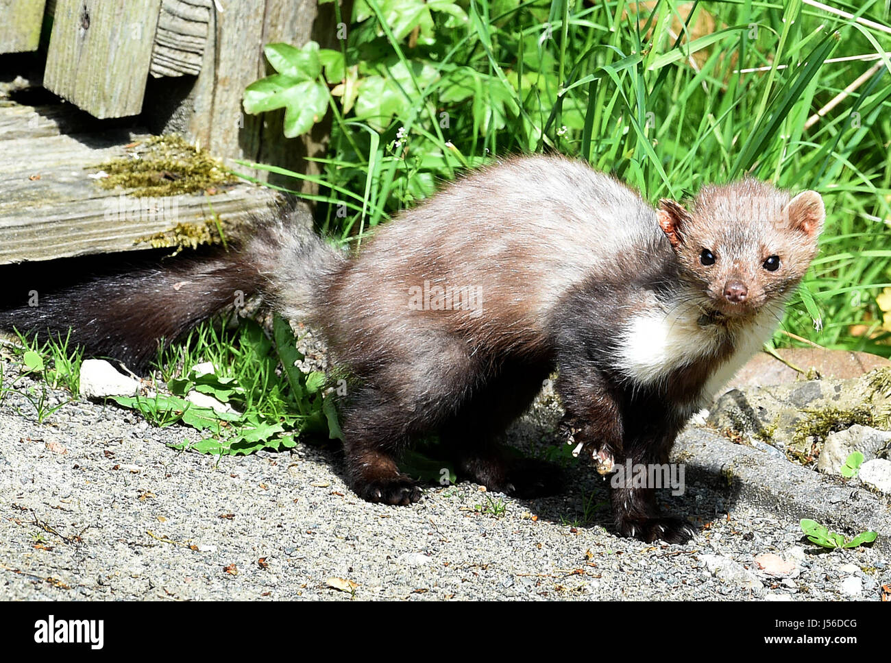 Leiferde, Germany. 17th May, 2017. A beech marten runs under the shining sunlight and temperatures of 25 degrees Celsius next to a field in Leiferde, Germany, 17 May 2017. Photo: Holger Hollemann/dpa/Alamy Live News Stock Photo